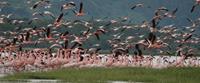Flamingos on an African Safari